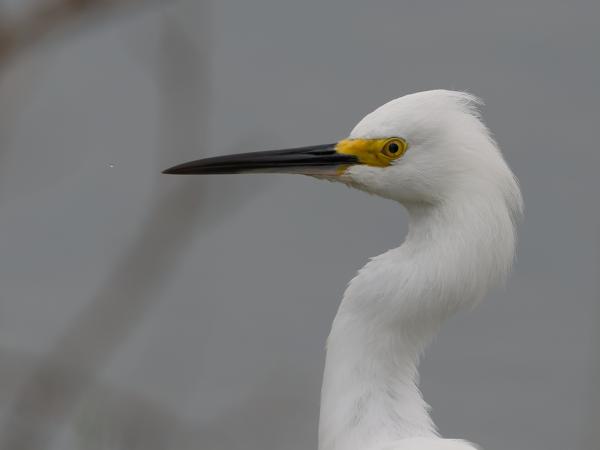 Amerikaanse kleine zilverreiger (Egretta thula)